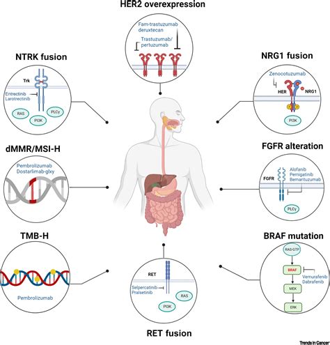 Impact Of Tissue Agnostic Approvals For Patients With Gastrointestinal