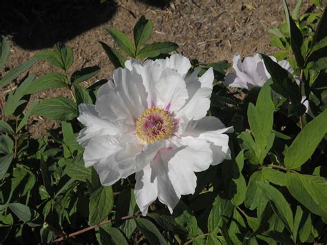 Seed Grown Tree Peony 2024 296 Cricket Hill Garden