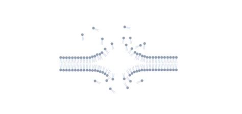 Phospholipids: Definition, Types, and Examples I NotesBard