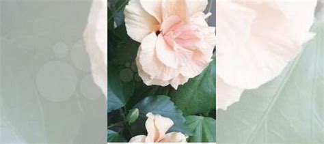 Гибискус"Яблоневый цвет" купить в Ростове-на-Дону | Товары для дома и ...