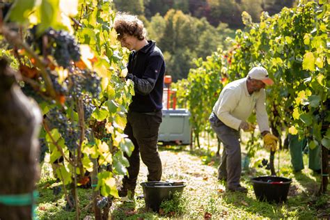 Weingut Weinbaudom Ne Gut Avelsbach