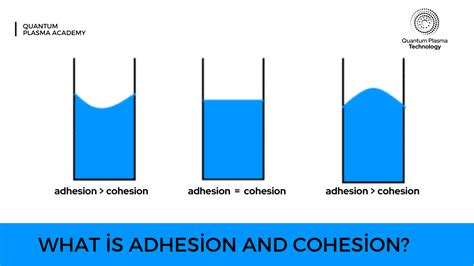 What is Adhesion and Cohesion?