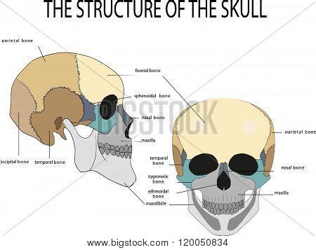 Human Skull Anatomy Vector & Photo (Free Trial) | Bigstock