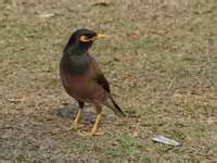 Martin Triste Acridotheres Tristis Common Myna