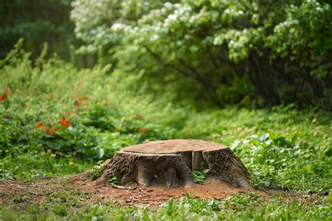 How To Kill A Tree Stump Different Ways