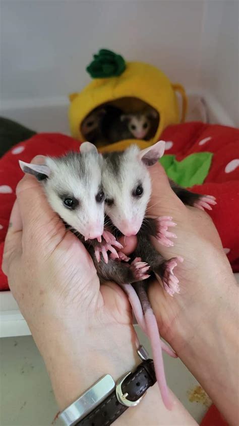 Baby Opossums - Primarily Possums