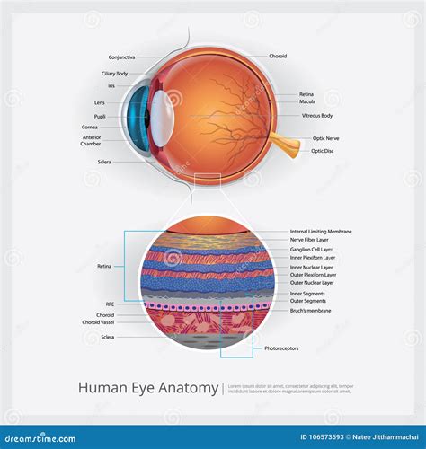 Anatomia Dell Occhio Umano Illustrazione Vettoriale Illustrazione Di