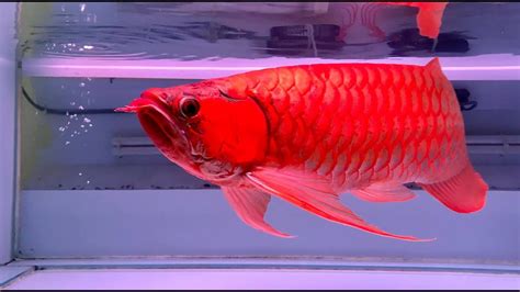 Red Arowana