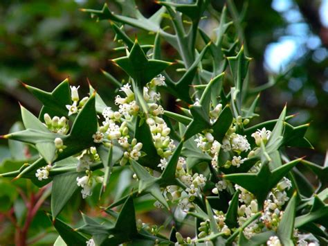 Colletia Cruciata