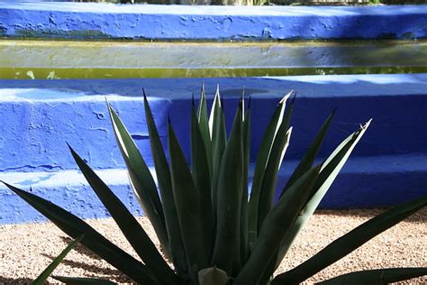 Majorelle Plantes Jardin Majorelle Guéliz Marrakech Routard