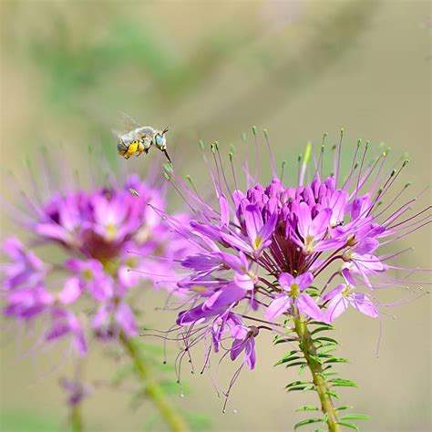 4500 Flor De Araña Fotos Fotografías De Stock Fotos E Imágenes