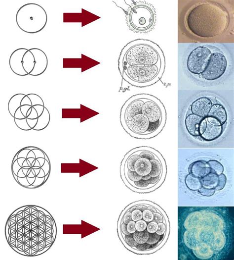 Flower Of Life Symbol History Best Flower Site