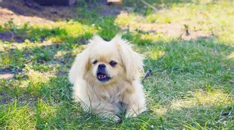 Shih Tzu Mixes 40 Unique Shih Tzu Crossbreeds With Pictures Shih