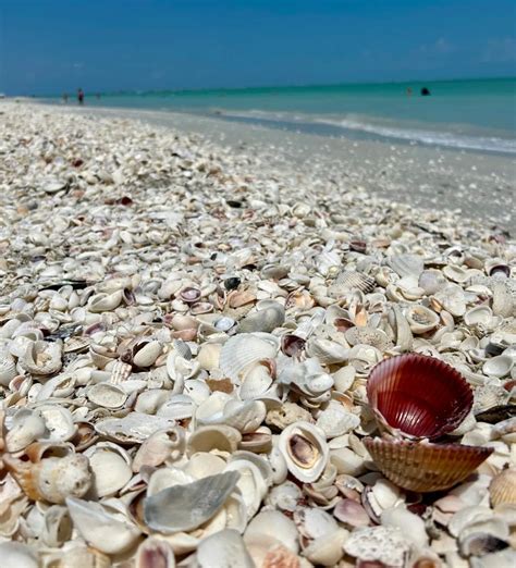 Sanibel Island Beach Resort is Open — Go to Shell | A Blog for Those ...