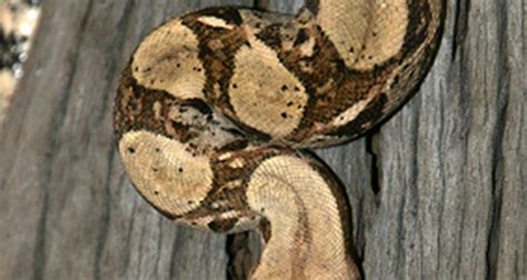 Boa constrictor adaptations