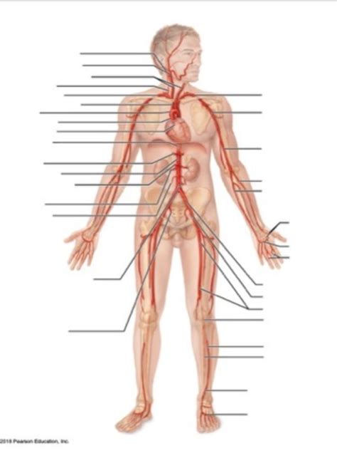 Arteries Diagram Quizlet