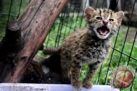 Penyelamatan Kucing Hutan Antara News Bali