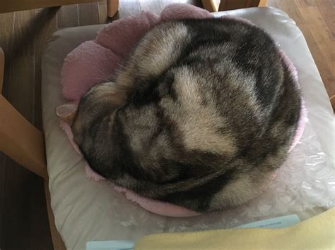 猫も震える 猫のくるみ お世話日記