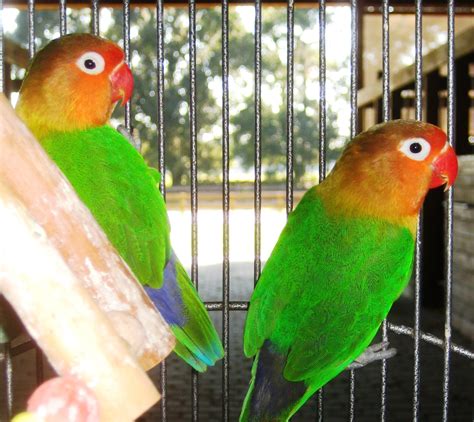 Moe And Larry Fischer Lovebirds Available For Adoption Florida Parrot Rescue Florida Parrot Rescue