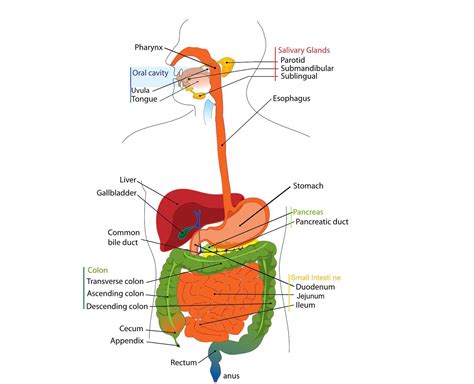 Para Serem Absorvidos Pelas C Lulas Do Intestino Humano