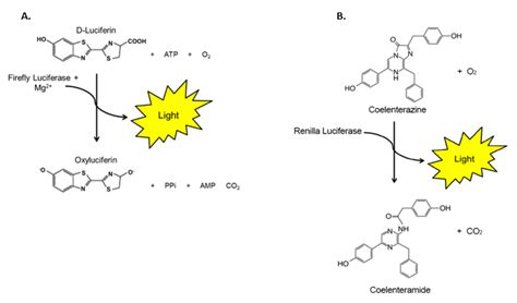 Two Step Luciferase Firefly Renilla Assay System