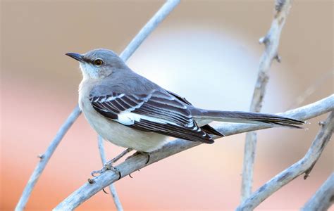 Northern Mockingbird