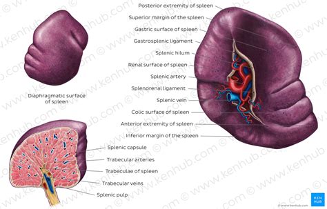 Spleen Anatomy Location And Functions Kenhub | The Best Porn Website