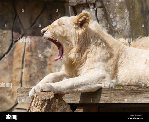 Female African White Lion Yawning Stock Photo Alamy