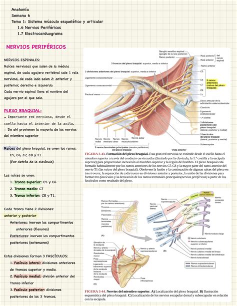 Anato Semana 6 2 Anatomía Semana 6 Tema 1 Sistema músculo