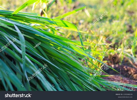 Mombasa Guinea Paspalum Maximum Cv Mombasa Stock Photo 2195088239