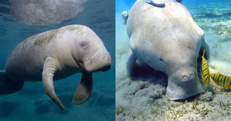 Dugong Dan Manatee Hewan Mamalia Laut Yang Kerap Dikira Kembar