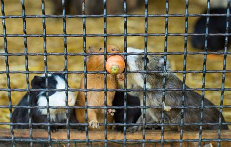 Beavers Eat Carrots Stock Image Image Of Lake Wild 124999685