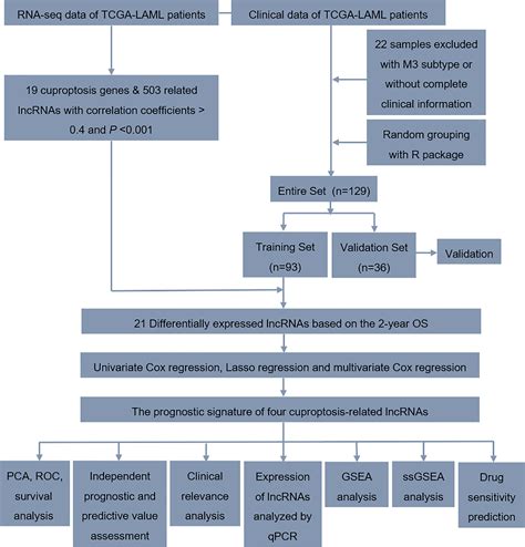 Frontiers A Novel Cuproptosis Related Lncrna Signature Prognostic