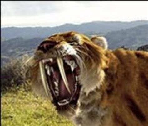 10 Interesting Saber Tooth Tiger Facts My Interesting Facts