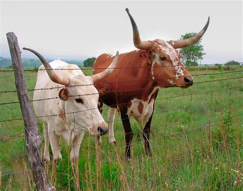 Dont Fence Me In Photograph By David And Carol Kelly Fine Art America