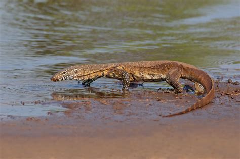 An Exhaustive List of the Animals in the Sahara Desert - Animal Sake