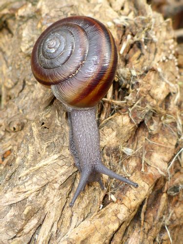 Cypress Shoulderband Snail Helminthoglypta Dupetithouarsii INaturalist