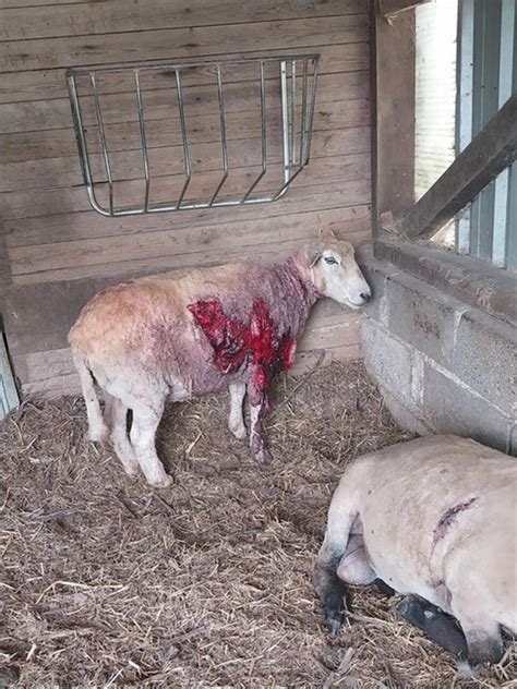 Le Chien Du Voisin Tue Leur Mouton Et En Blesse Un Autre Baromesnil