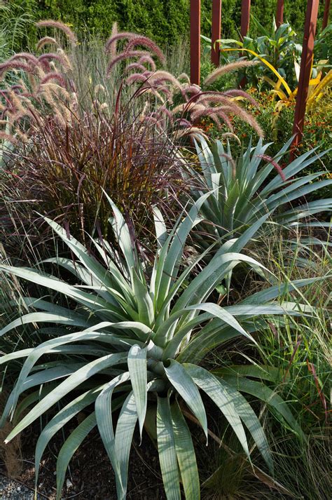 Photo 51446 Pennisetum X Advena Rubrum Plant Lust