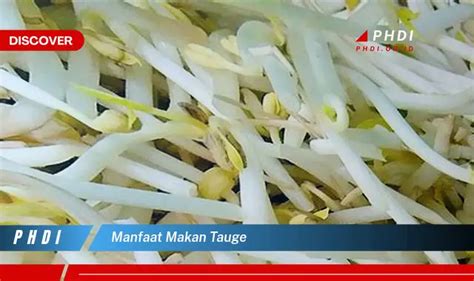 Temukan Manfaat Makan Tauge Yang Jarang Diketahui