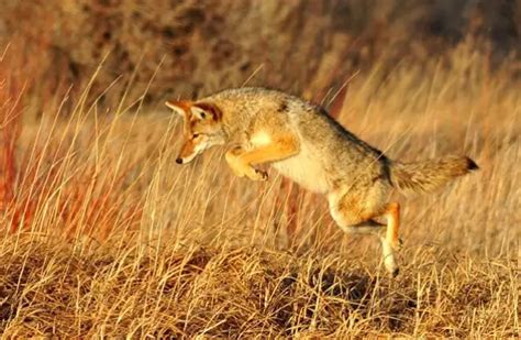 Coyote Description Habitat Image Diet And Interesting Facts