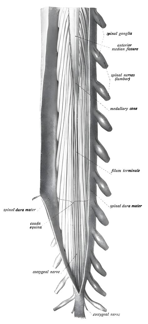 Conus medullaris - Ars Neurochirurgica