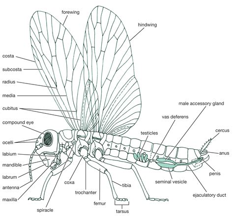 Parts Of An Insect Diagram