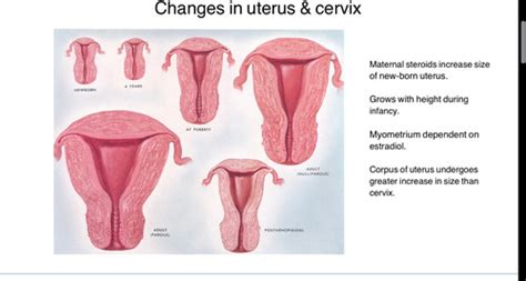 REPRO Uterus Uterine Tubes Cervix Flashcards Quizlet