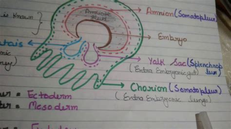 Extraembryonic Membrane - YouTube