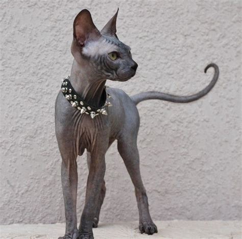 Cornish Rex Hairless Cat Breeds Pets Lovers