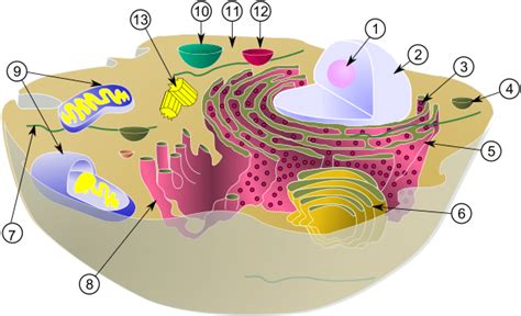 Organelle - Wikiversity