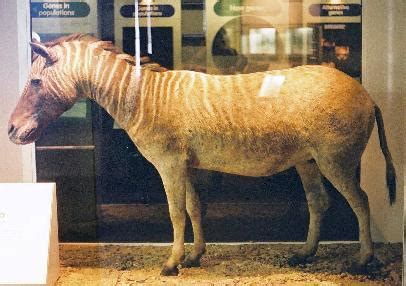 Stuffed Quagga at the London Natural History... - Biomedical Ephemera, or: A Frog for Your Boils