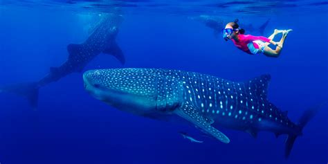 Whale Shark Season in Cabo | Things to do in Los Cabos