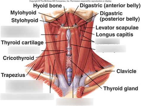 Infra Hyoid And Anterolateral Neck Diagram Quizlet